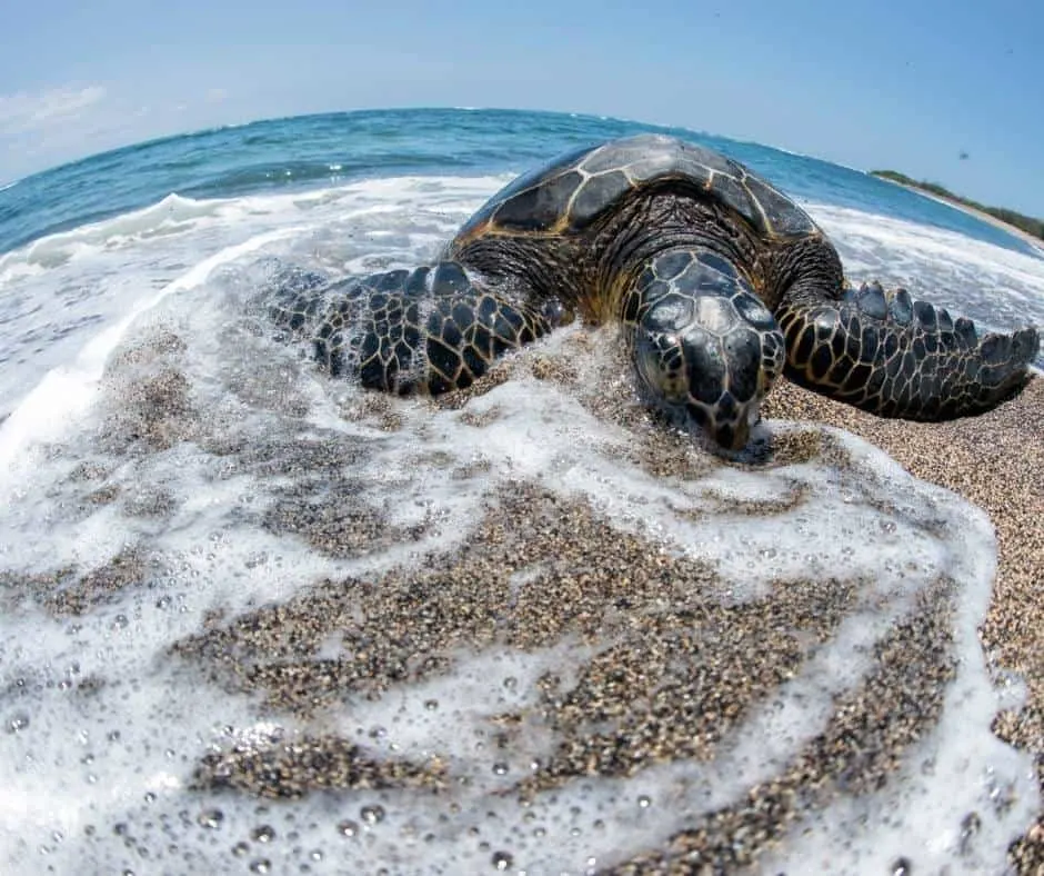 Sea Turtle at Kahaluu Bay