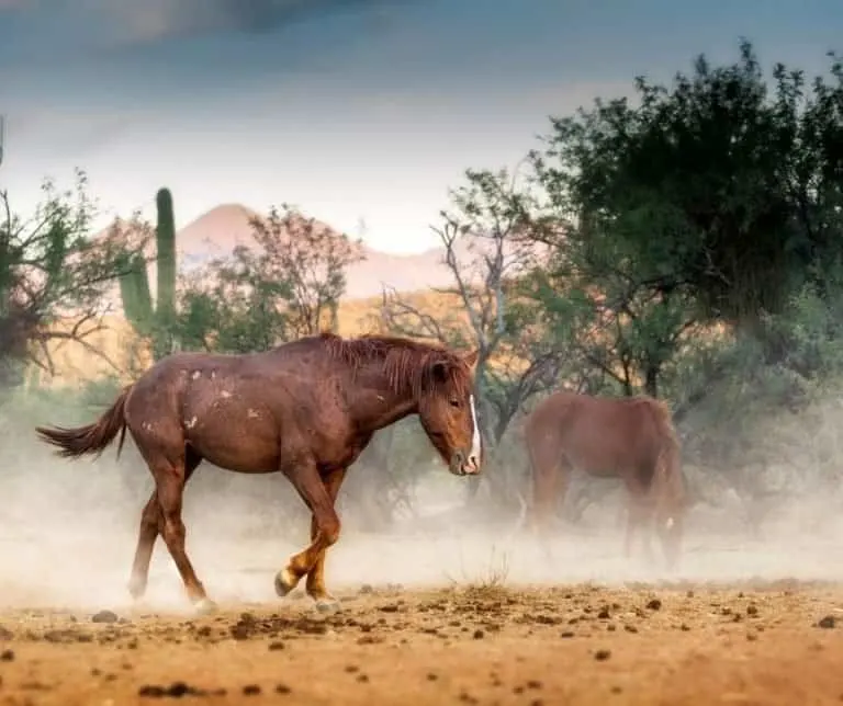 White Stallion Ranch