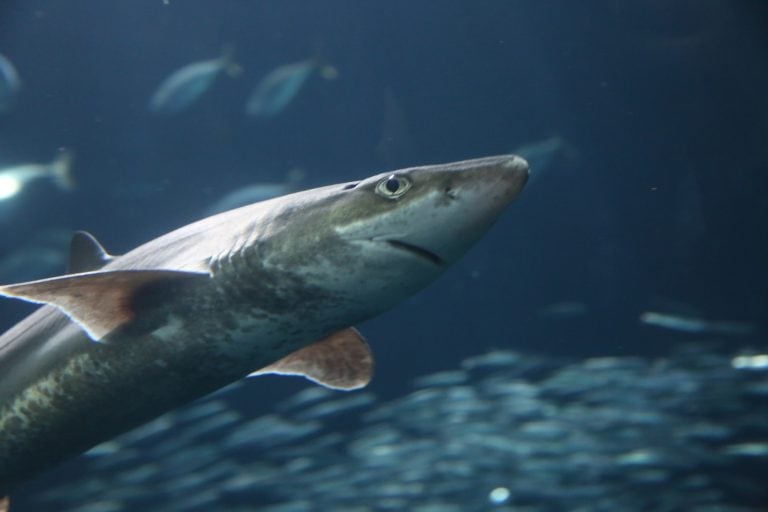 Oregon Coast Aquarium