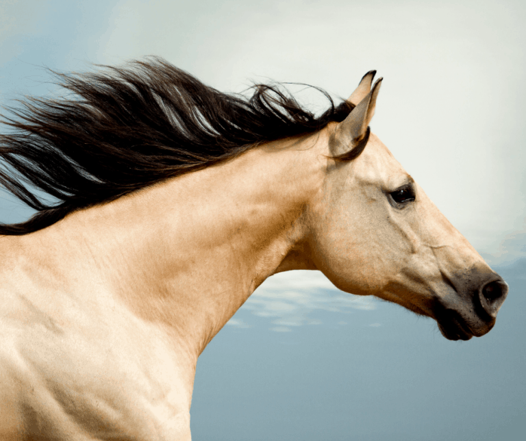 American Quarter Horse