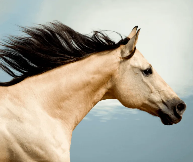 15 Fun Things to do in Amarillo, Texas with Kids 12 American Quarter Horse