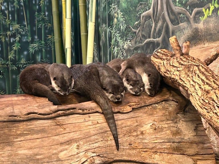 River otters at the Denver Zoo