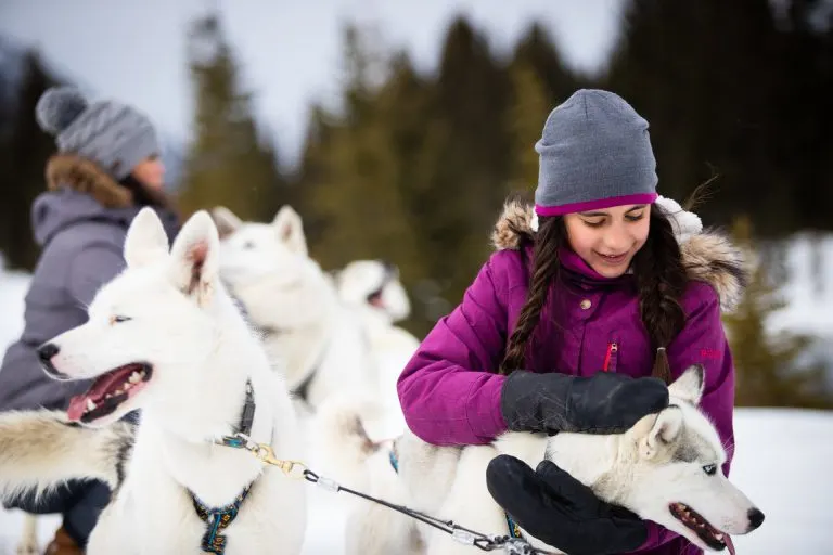 Snowy Owl Sled Dog Tours