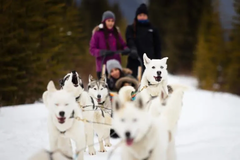 Dogsledding in Banff in winter