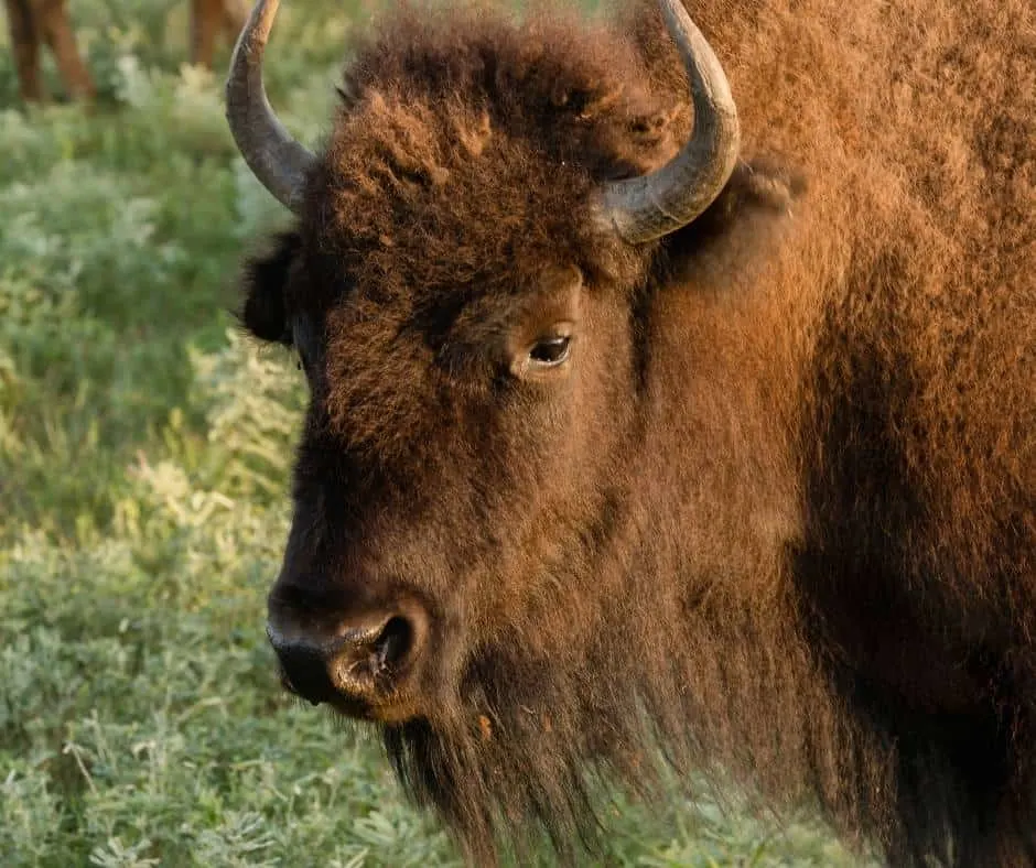 things to do in Kansas city with kids include feeding bison at Lake Jocomo