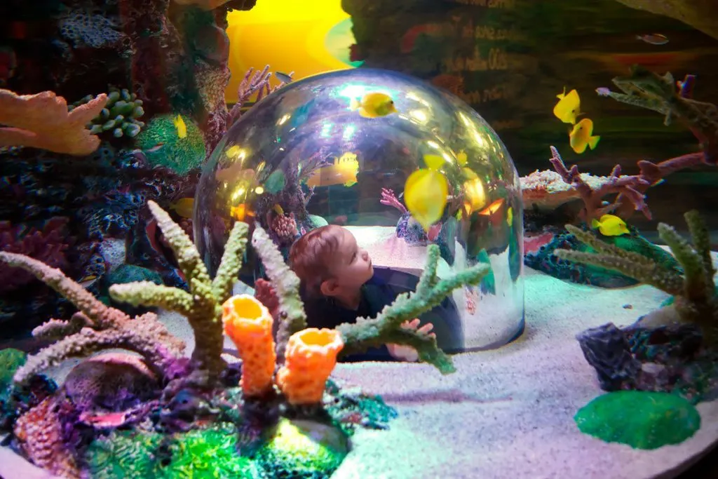 things to do in Kansas City with Kids include Sealife Aquarium Kansas City