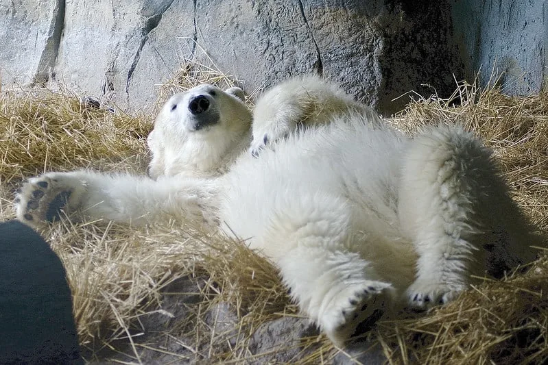 Polar bear at the Kansas City Zoo