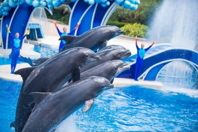 Dolphin show at SeaWorld Orlando