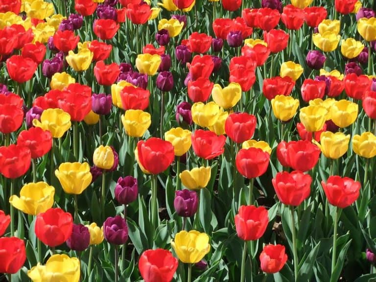 The Texas Tulip farm is one of our favorite day trips from Dallas, Texas