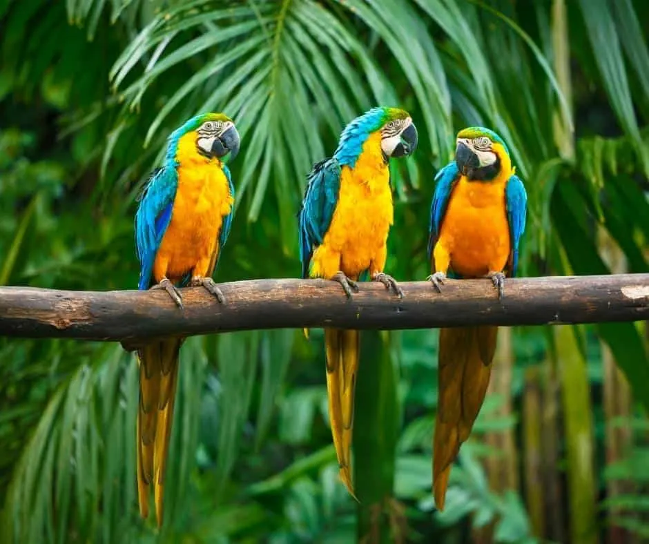 Macaws