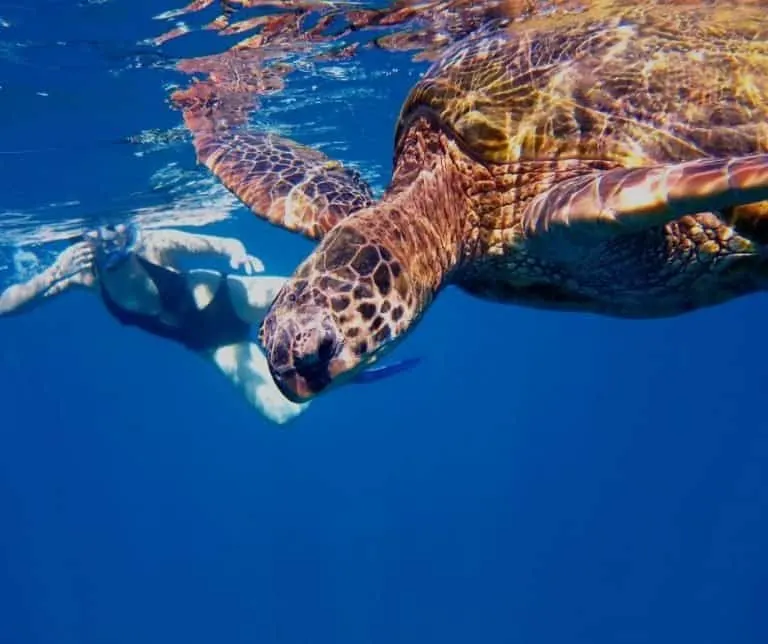 snorkeling in Turtle Town on Maui