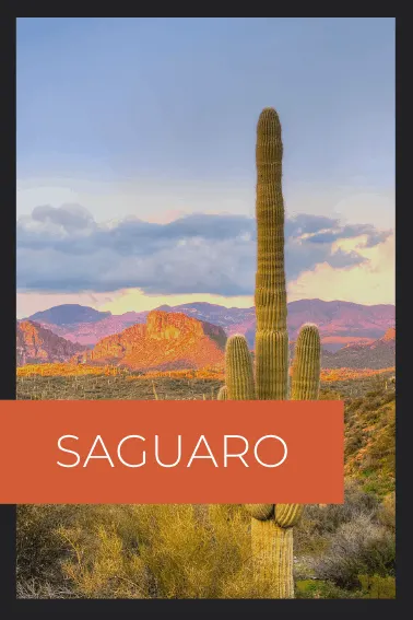 Saguaro National park