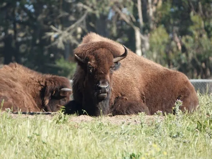 Bison in Golden Gate Park