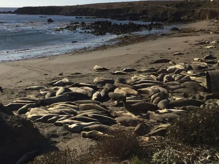 Elephant seals