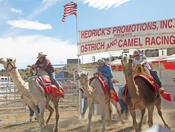 Virginia City Ostrich and Camel Racing