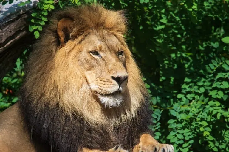 Lion at Woodland Park Zoo