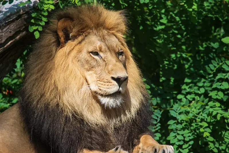 Lion at the Woodland Park Zoo