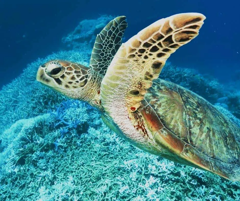 Sea Turtles near Mauna Kea beach