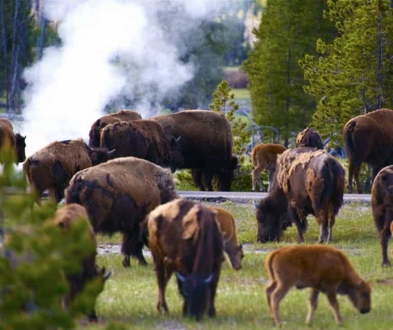 Bison near a geyser at Yellowstone National Park