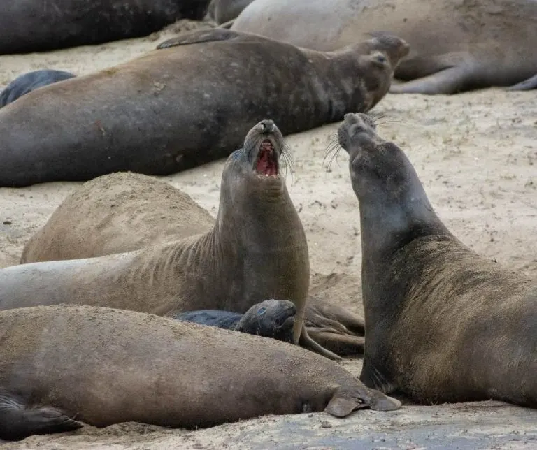 Elephant seals in Ano Nuevo State Park