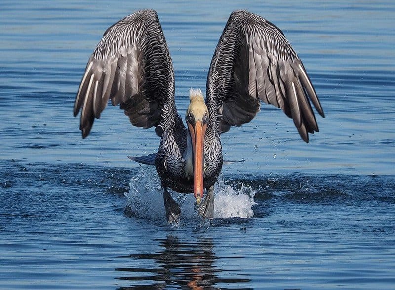 Brown Pelican at Bolsa Chica Ecological Reserve in Huntington Beach