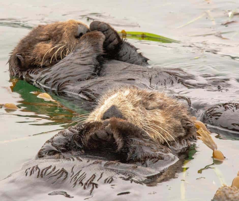 Elkhorn Slough Sea Otters