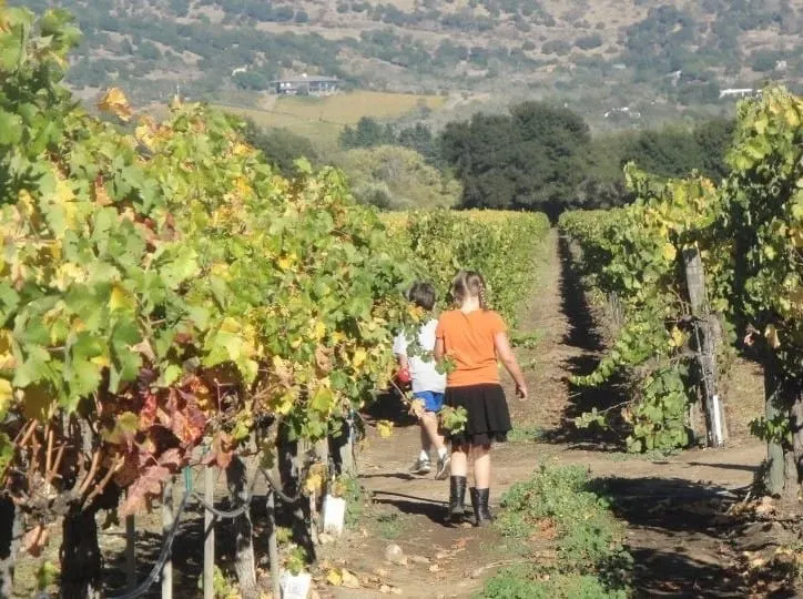 things to do in Napa with kids include visiting wineries that welcome children