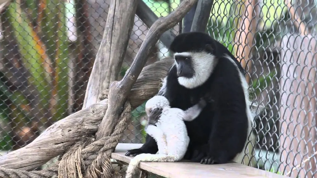 Visiting the Santa Ana Zoo is one of the fun things to do in Orange County with kids