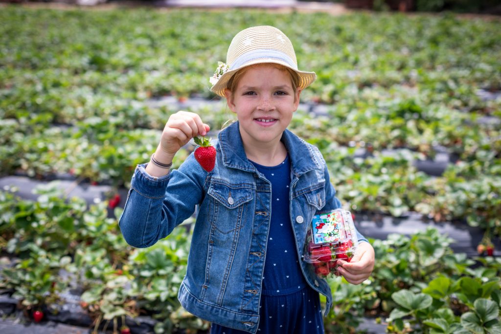 Picking strawberries at Tanaka Farms in Irvine