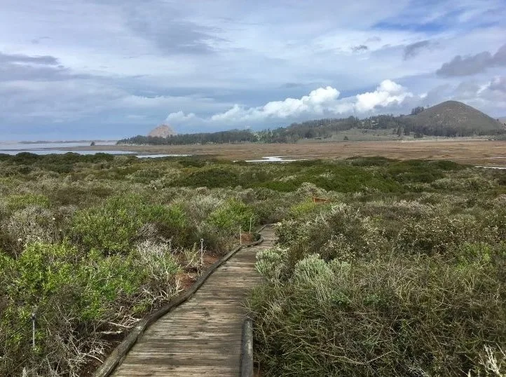 elfin forest morro bay