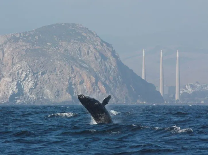 Whale watching near Morro Bay