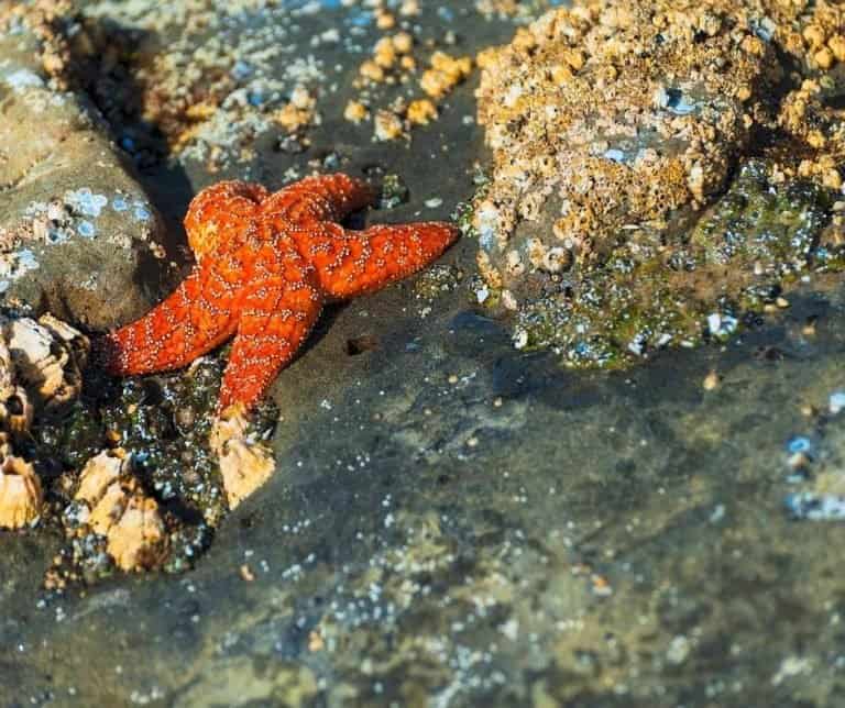 Explore tide pools in Orange County with kids