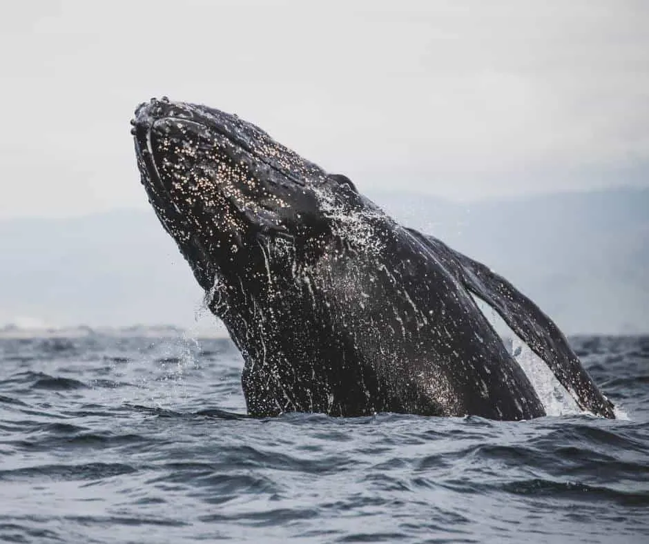 things to do in Orange County with kids include going whale watching