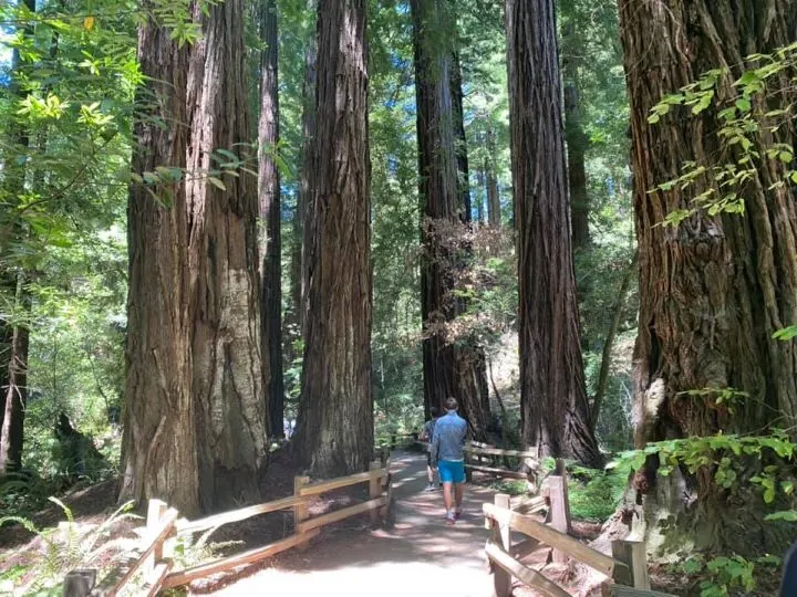 Muir Woods is a great day trip from San Francisco