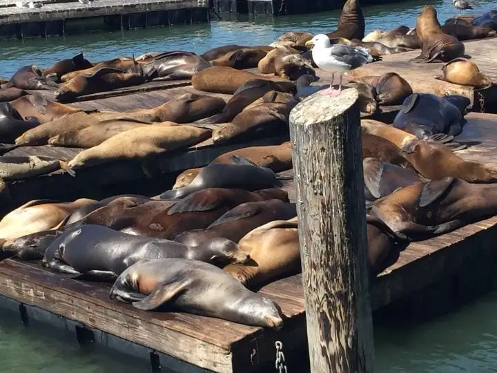 Over 30 Fun Things To Do in San Francisco with kids! 1