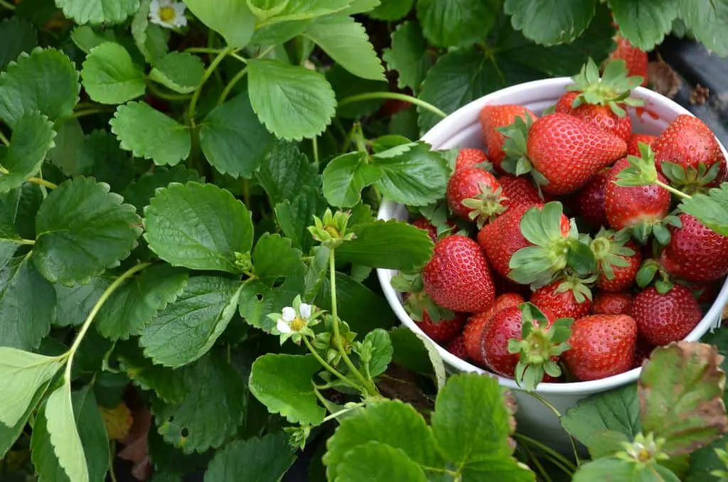 starwberry picking in carlsbad