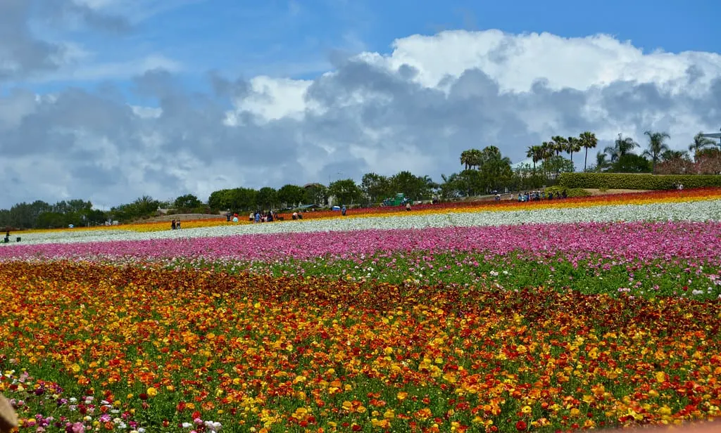 10 FUN Things to do in Carlsbad, CA with Kids 2