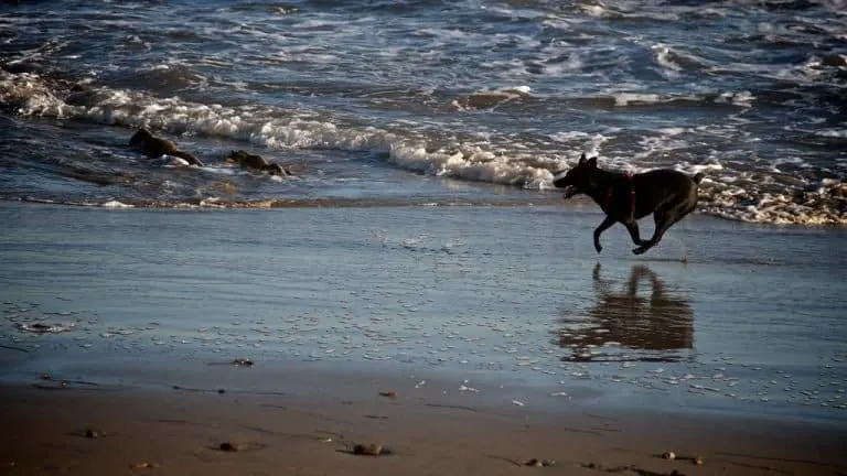 Arroyo Burro Beach in Santa Barbara