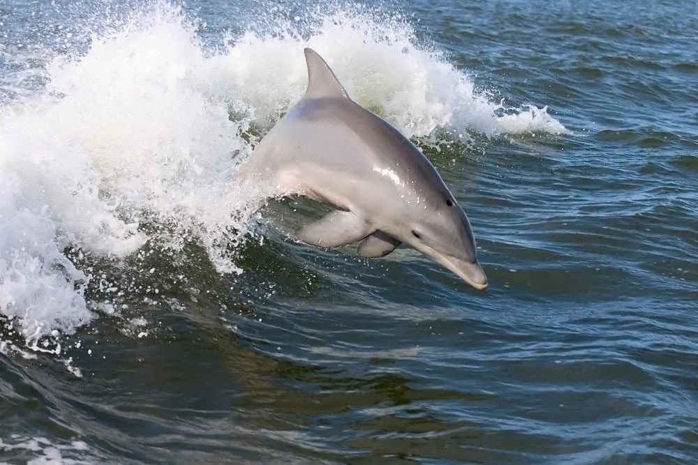 Dolphin in Wolf Bay at Orange Beach Alabama