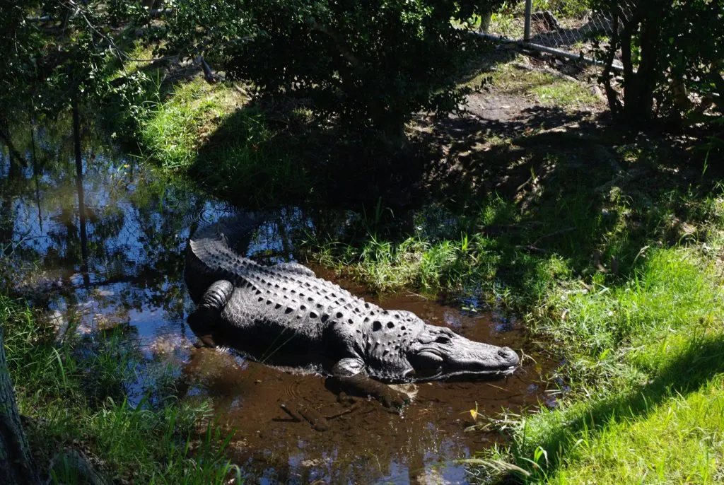 Alligator at the Alabama Gulf Coast Zoo