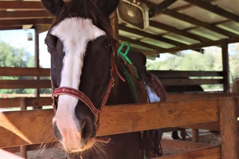 horseback riding is one of the best things to do in Ocala Florida