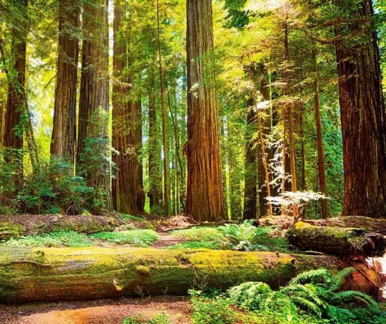 Redwood National Park is one of the best national parks in California
