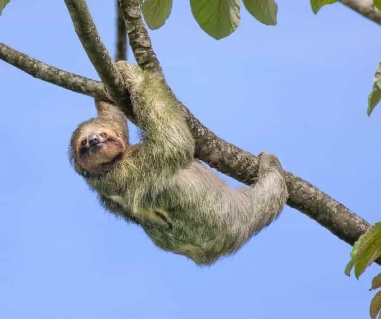 Sloth spotting in Costa Rica