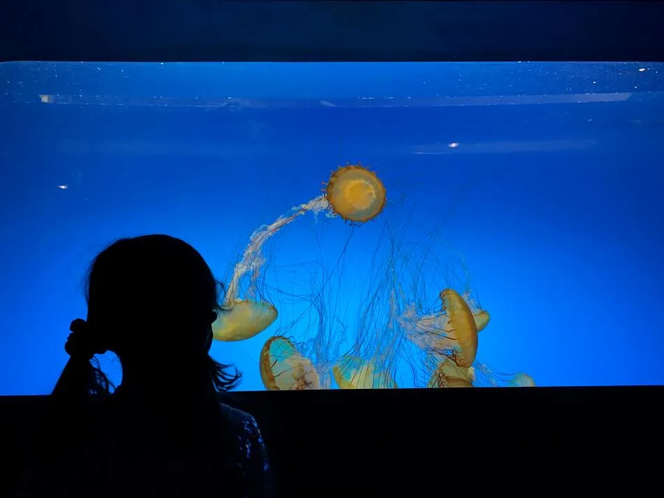 St. Louis Aquarium jellyfish