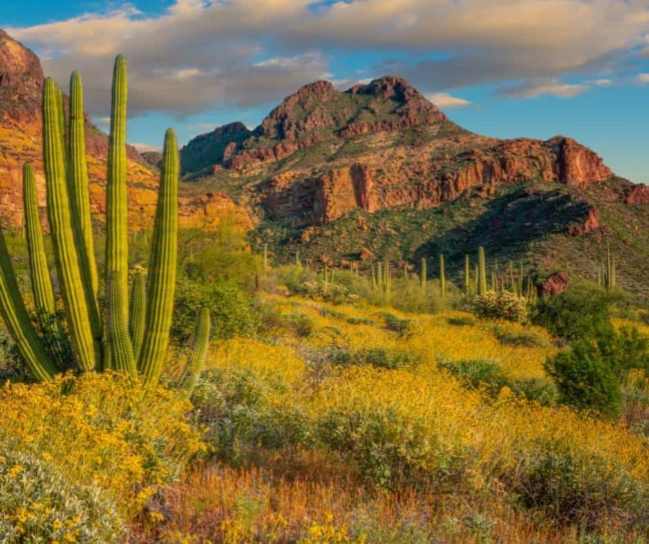 Organ Pipe Cactus National Monument in Arizona