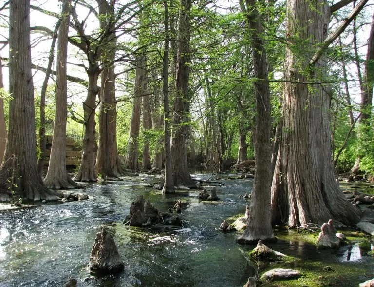 Cibolo Creek Nature Center in Boerne