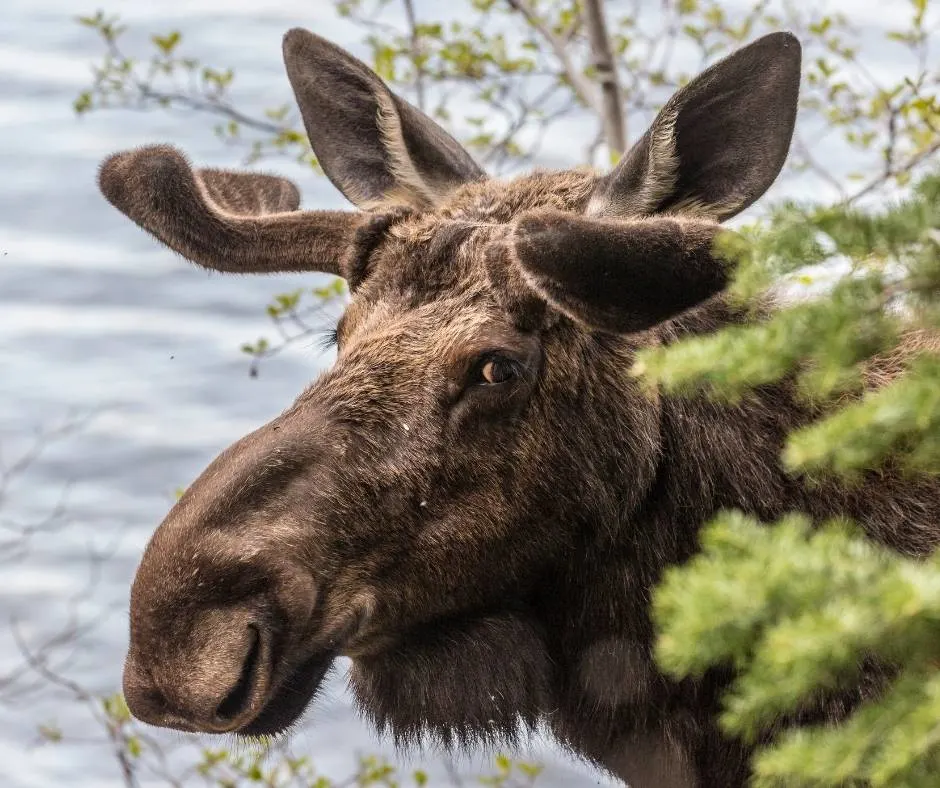 Moose in Grand Teton National Park