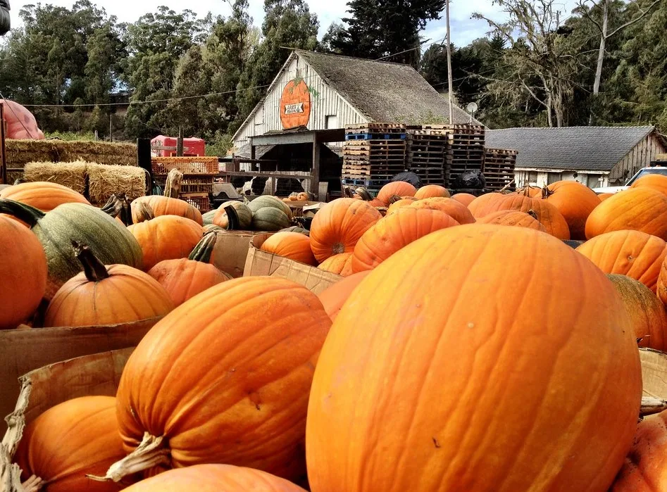 Arata Pumpkin Farm is one of our favorite pumpking farms in the Bay Area