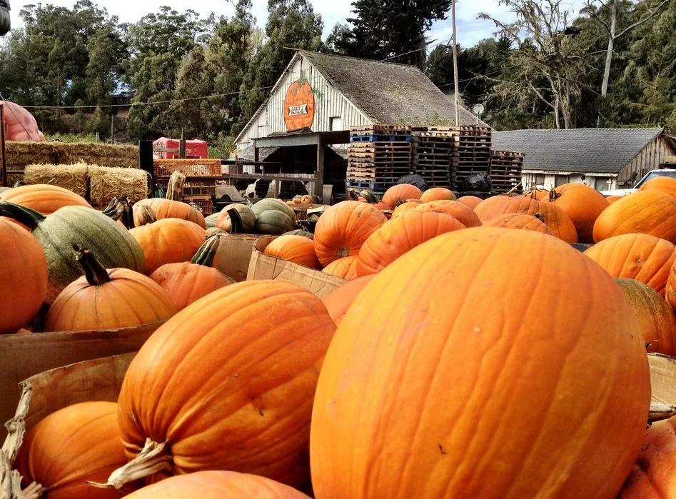 14 Fabulous Pumpkin Patches in the Bay Area