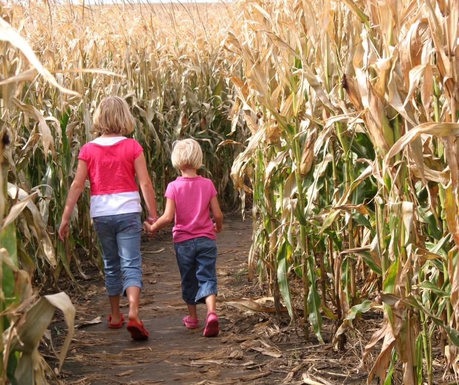 Three Nunn's Farm has a corn maze